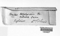 Cyathicula cyathoidea image